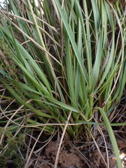 Eragrostis gummiflua