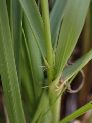 Eragrostis gummiflua