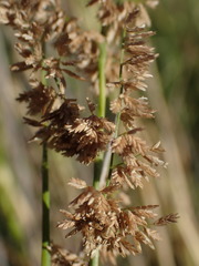 Eragrostis gummiflua