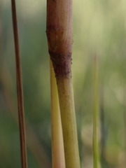 Eragrostis gummiflua