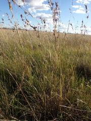 Cymbopogon pospischilii