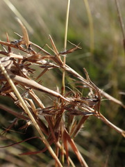 Cymbopogon pospischilii