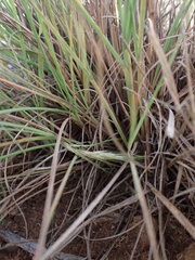 Cymbopogon pospischilii