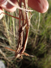 Cymbopogon pospischilii