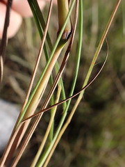 Cymbopogon pospischilii