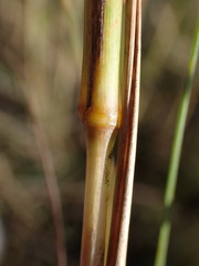 Cymbopogon pospischilii