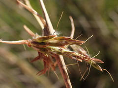 Cymbopogon pospischilii
