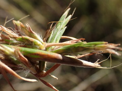 Cymbopogon pospischilii