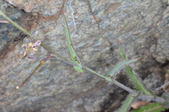 Streptanthus glandulosus glandulosus