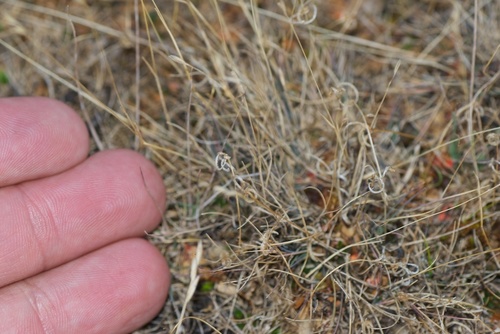 Rytidosperma telmaticum