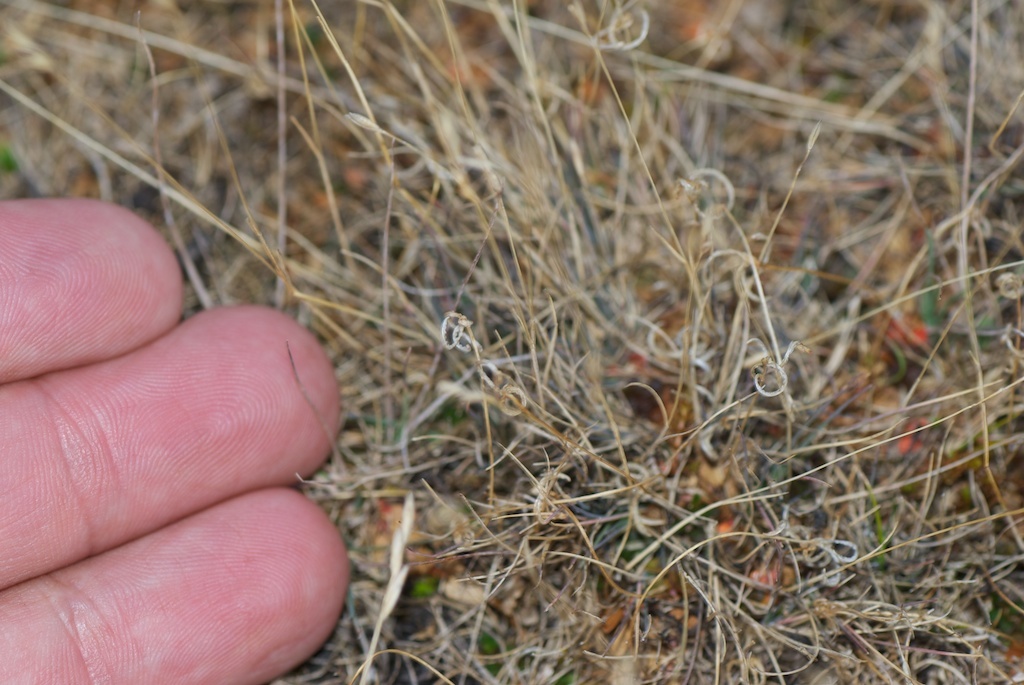 Rytidosperma telmaticum
