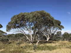 Eucalyptus pauciflora debeuzevillei