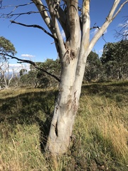 Eucalyptus pauciflora debeuzevillei