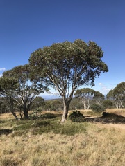 Eucalyptus pauciflora debeuzevillei