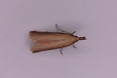 Emmalocera callirrhoda