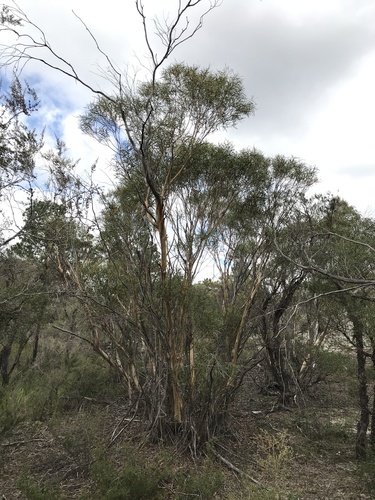 Narrow-leaved Mallee Ash (Eucalyptus apiculata)