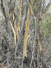 Eucalyptus apiculata