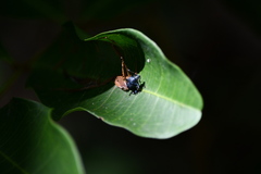 Montrouzierellus