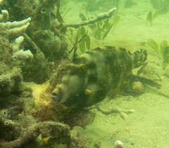 Meuschenia trachylepis