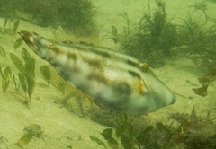 Meuschenia trachylepis