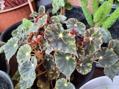 Begonia bowerae