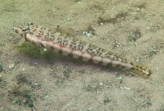 Parapercis stricticeps