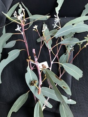 Eucalyptus calidissima