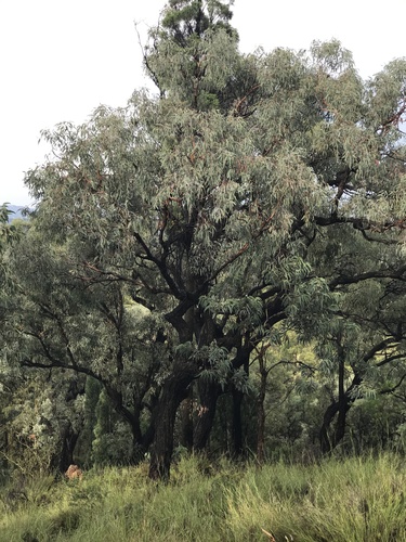 Eucalyptus calidissima