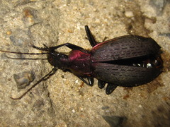 Carabus jankowskii
