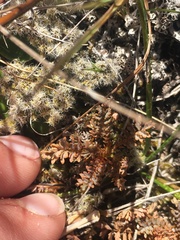 Acaena saccaticupula