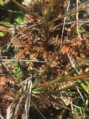 Acaena saccaticupula