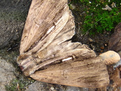 Ercheia niveostrigata