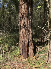 Angophora bakeri
