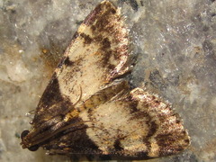 Lepidogma melanobasis