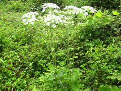 Heracleum moellendorffii