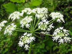 Heracleum moellendorffii