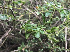 Jasminum didymum racemosum