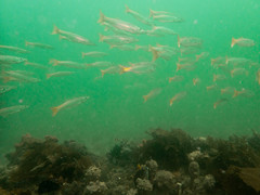Dinolestes lewini