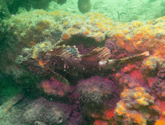 Scorpaena jacksoniensis