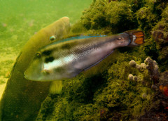 Meuschenia trachylepis