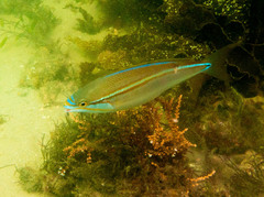 Pentapodus paradiseus