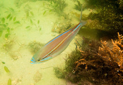 Pentapodus paradiseus