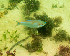 Pentapodus paradiseus