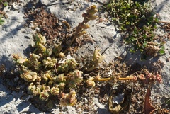 Chenopodium detestans