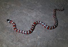 Lampropeltis multifasciata