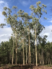 Eucalyptus dawsonii