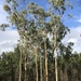 Eucalyptus dawsonii - Photo (c) Dean Nicolle, some rights reserved (CC BY-NC), uploaded by Dean Nicolle
