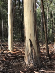 Eucalyptus dawsonii