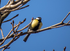 Parus major