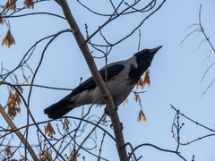 Corvus cornix